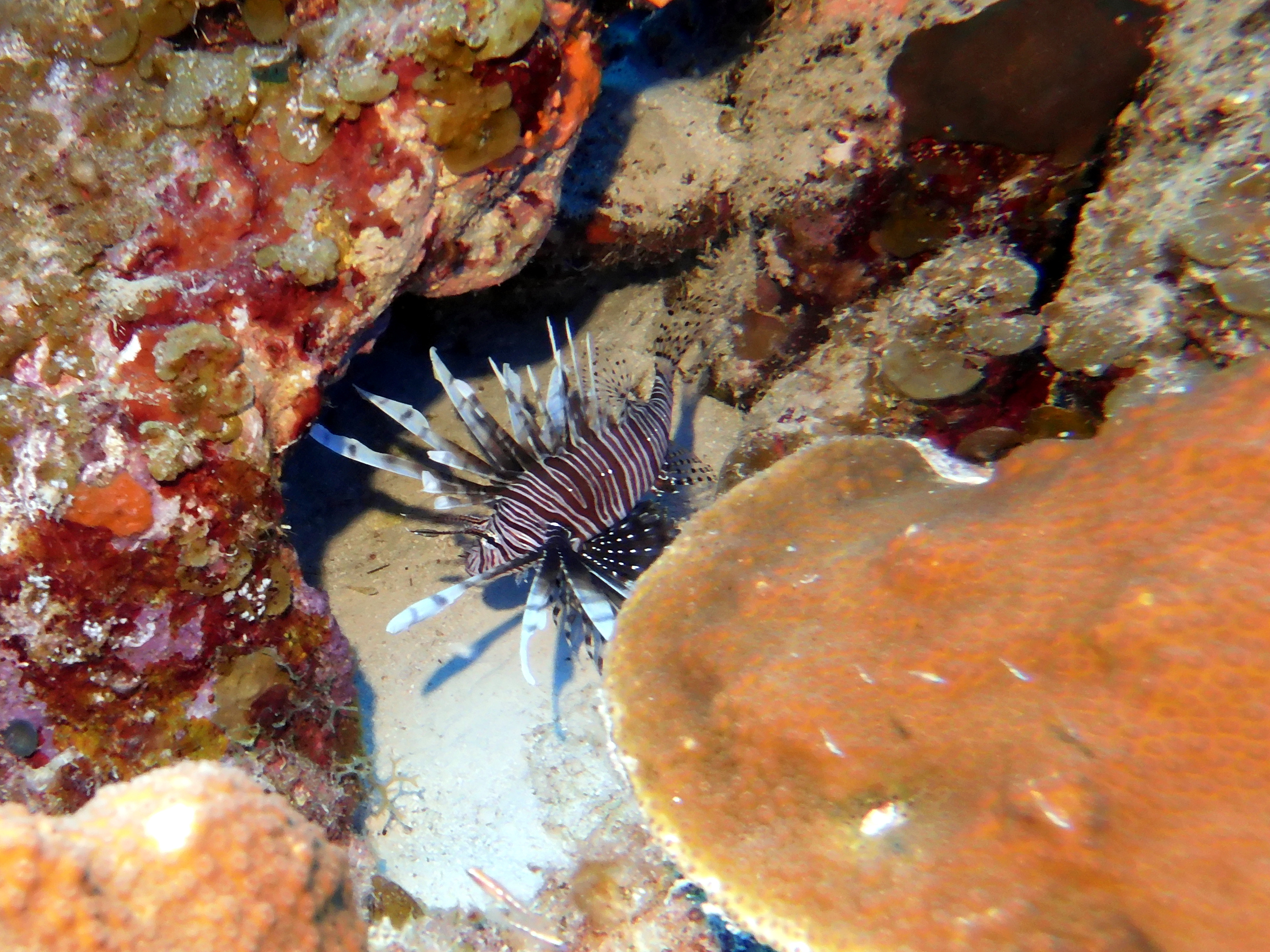 Lionfish at Black Coral Garden