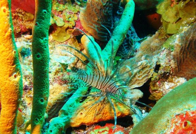 Lionfish