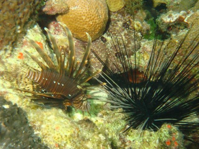 Lionfish