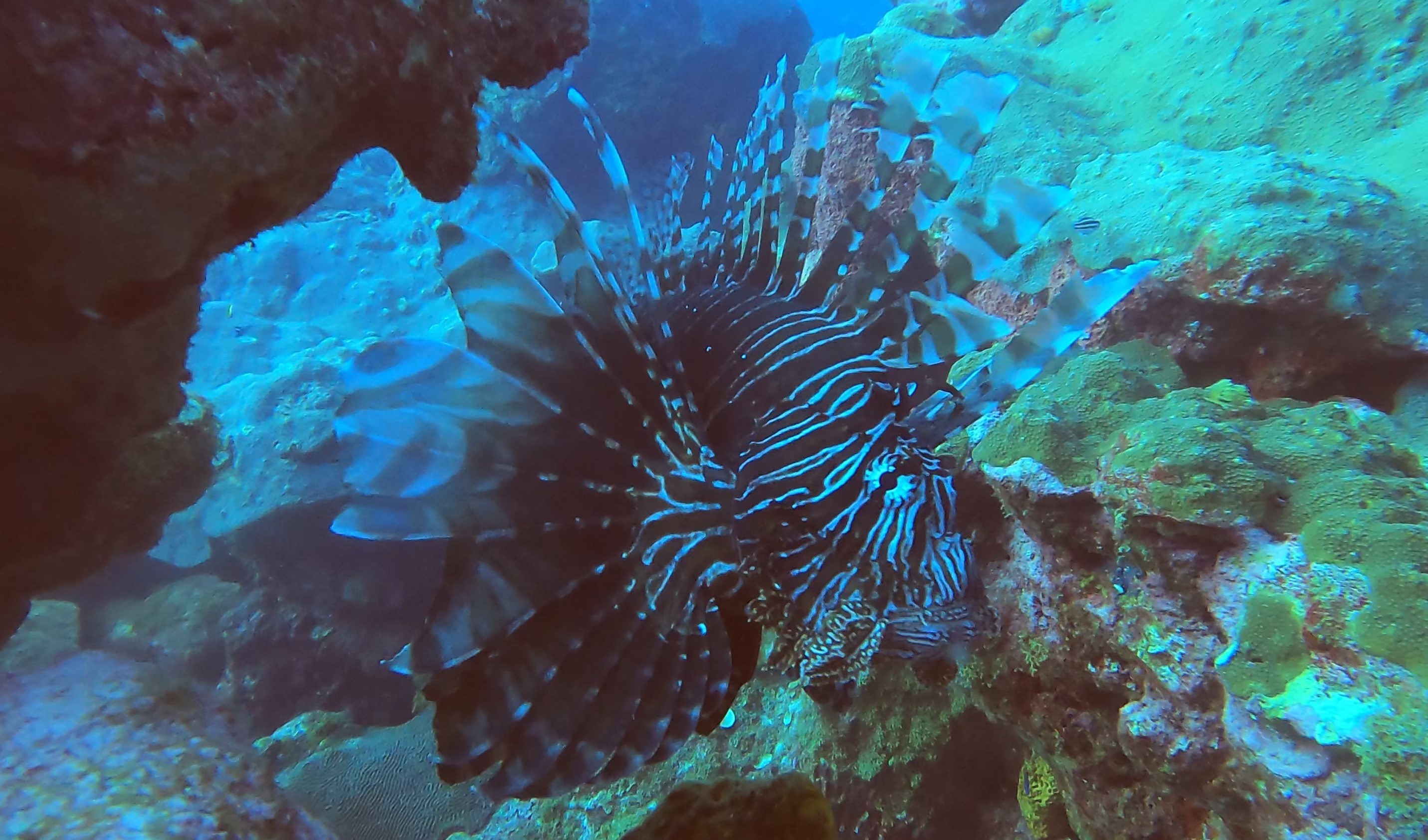 Lionfish