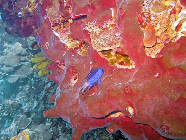 Little fish