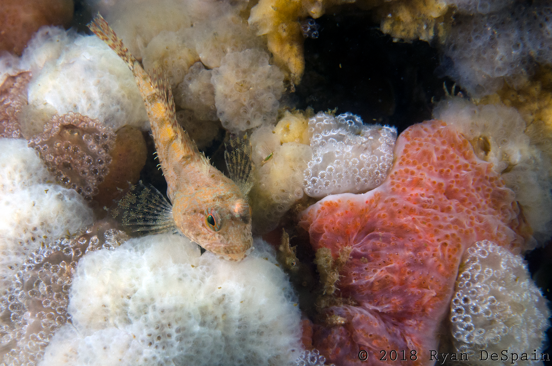 little sculpins