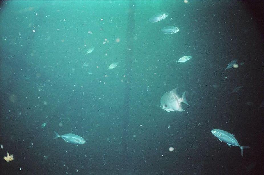 Lizard Fish
