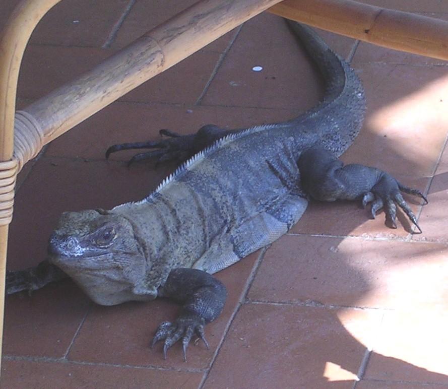 Lizard on Porch
