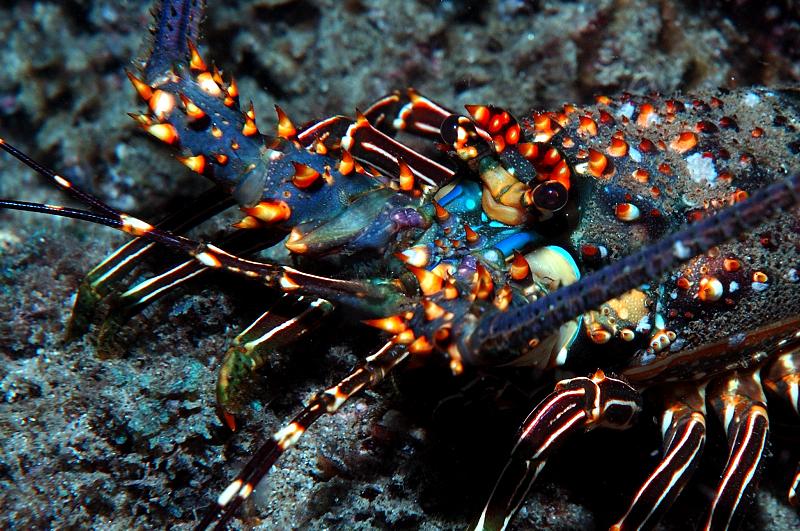 Lobsta