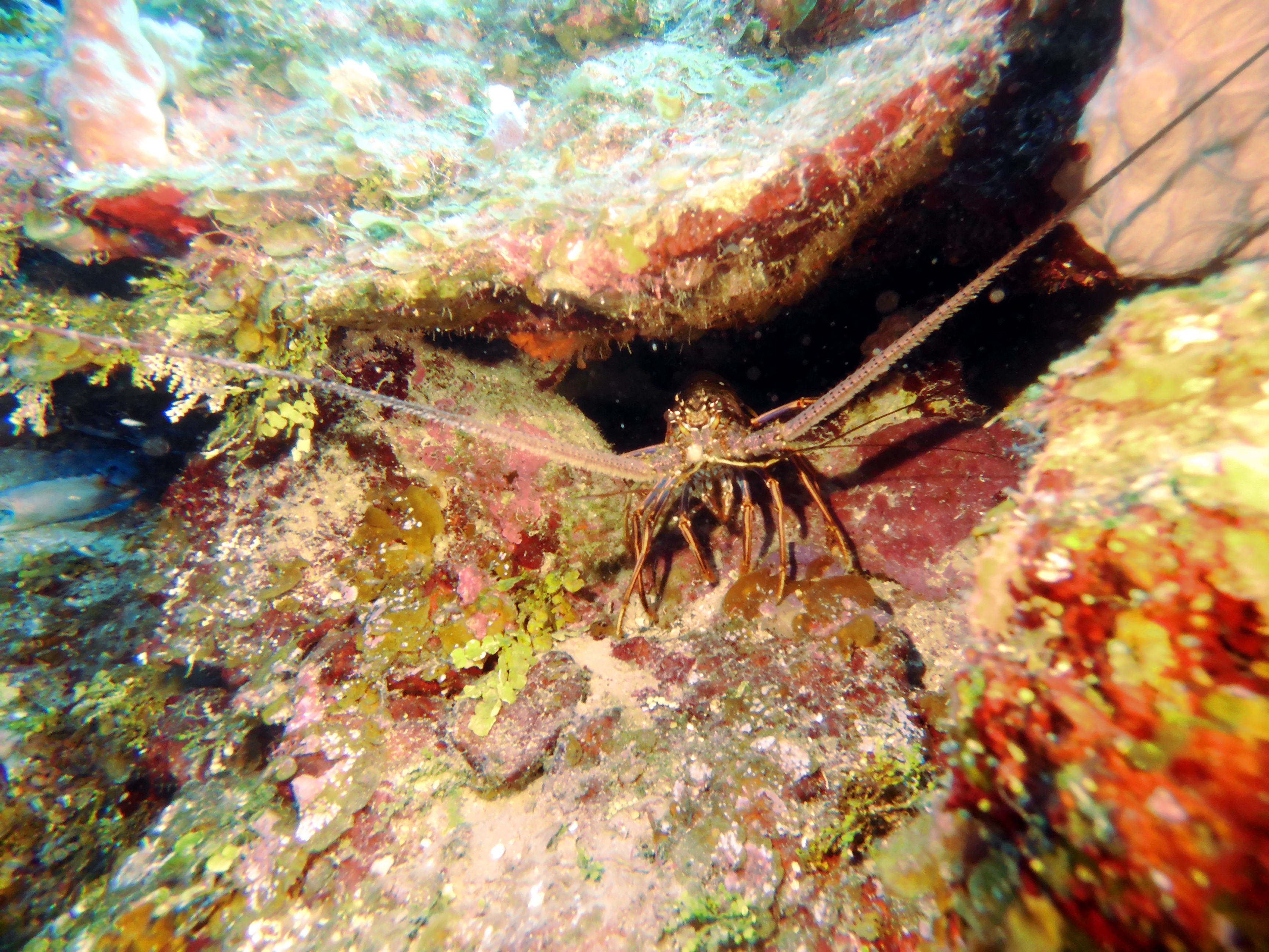 Lobster at Turtle Crossing