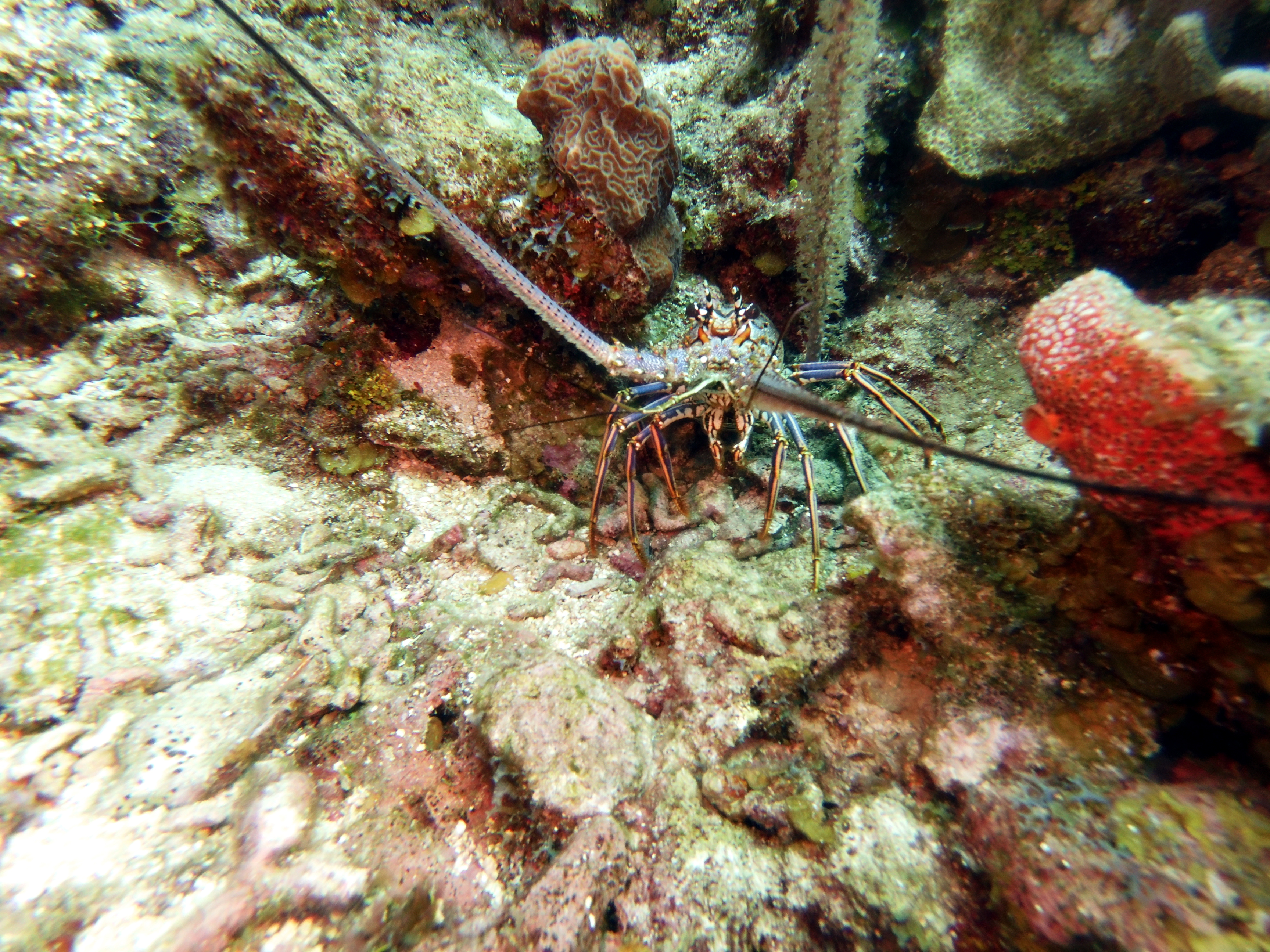 Lobster at Zig Zag