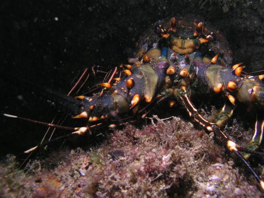 lobster schnoz