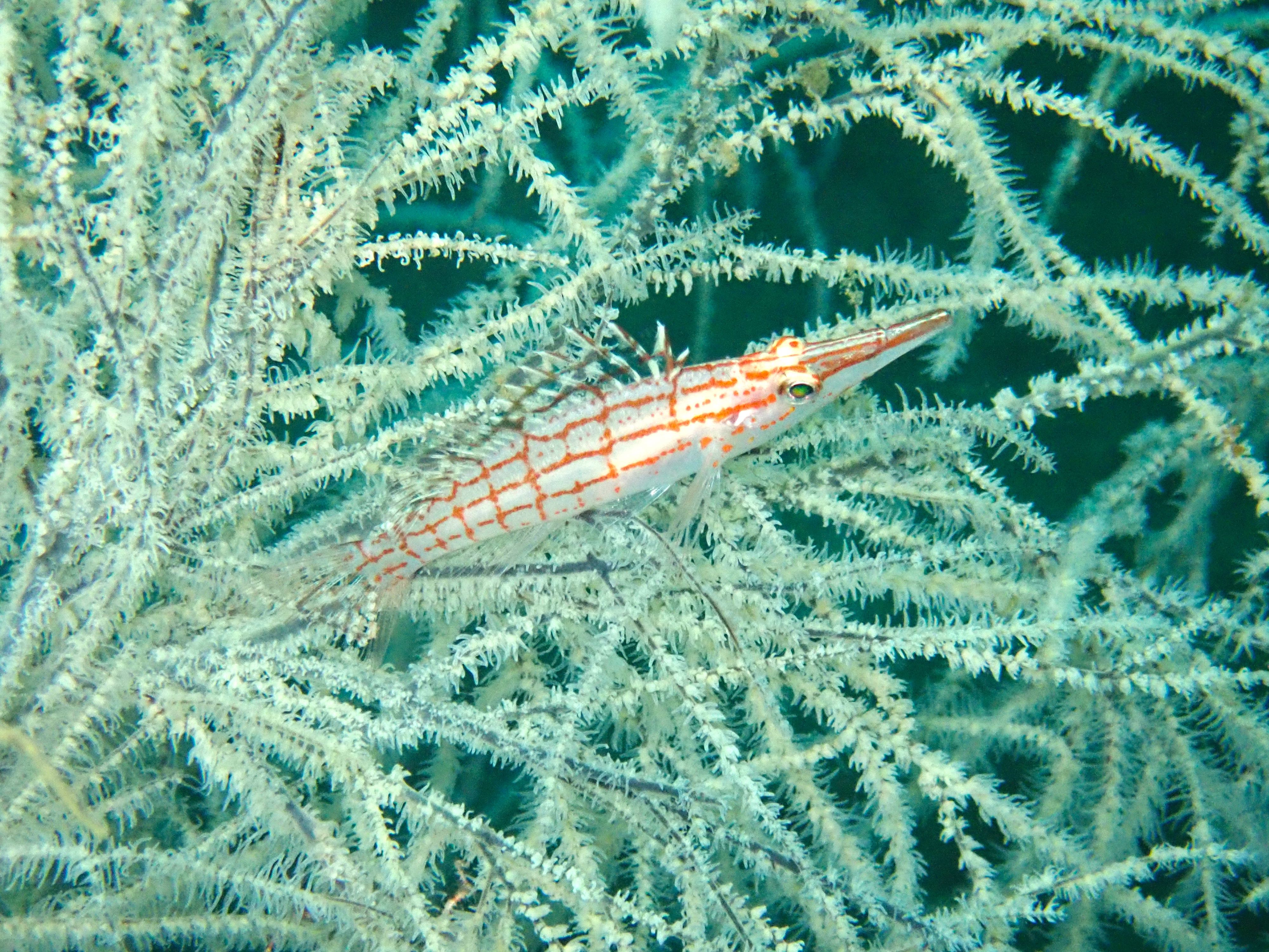 Longnose Hawkfish