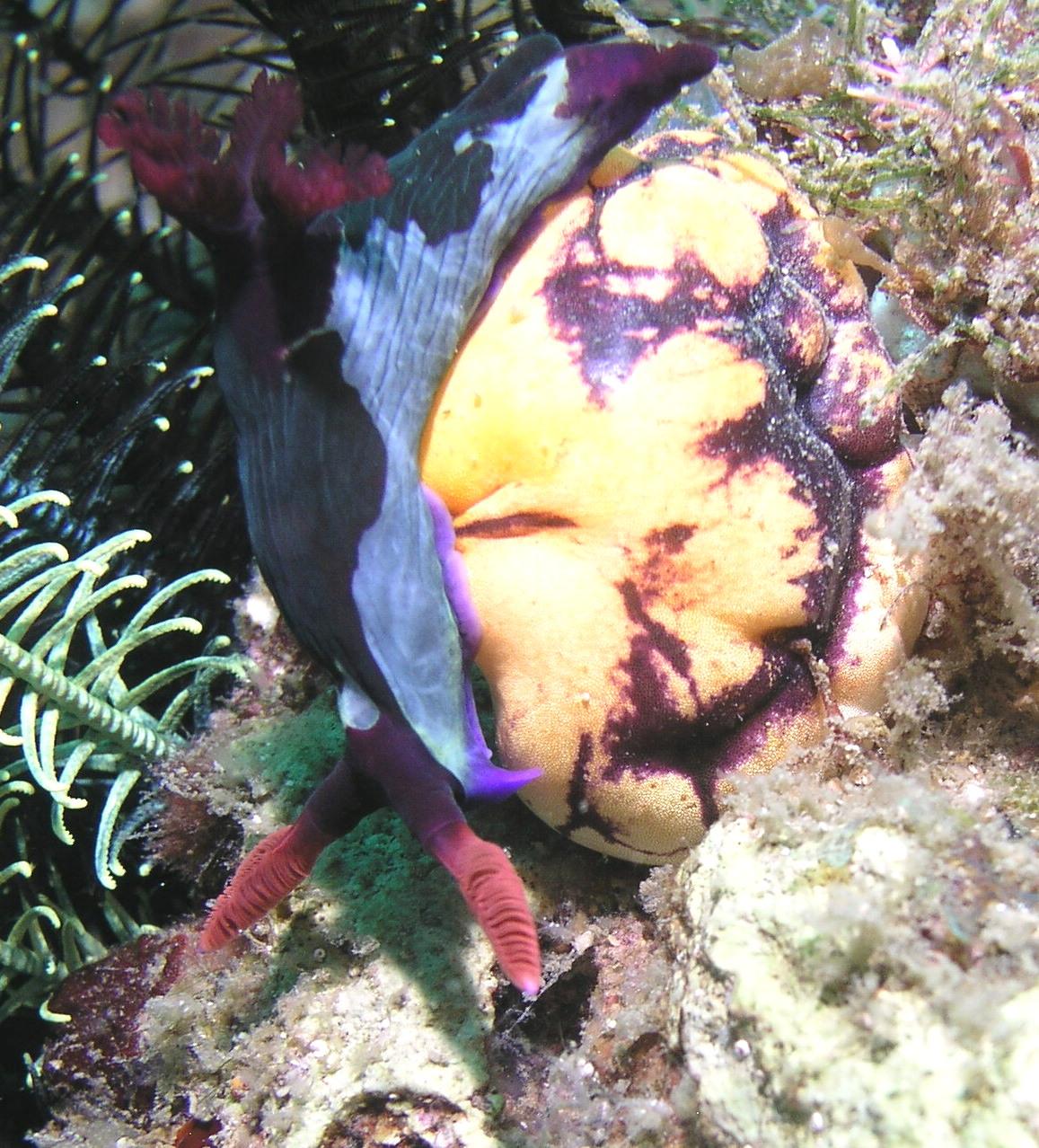 Lots of nudis here