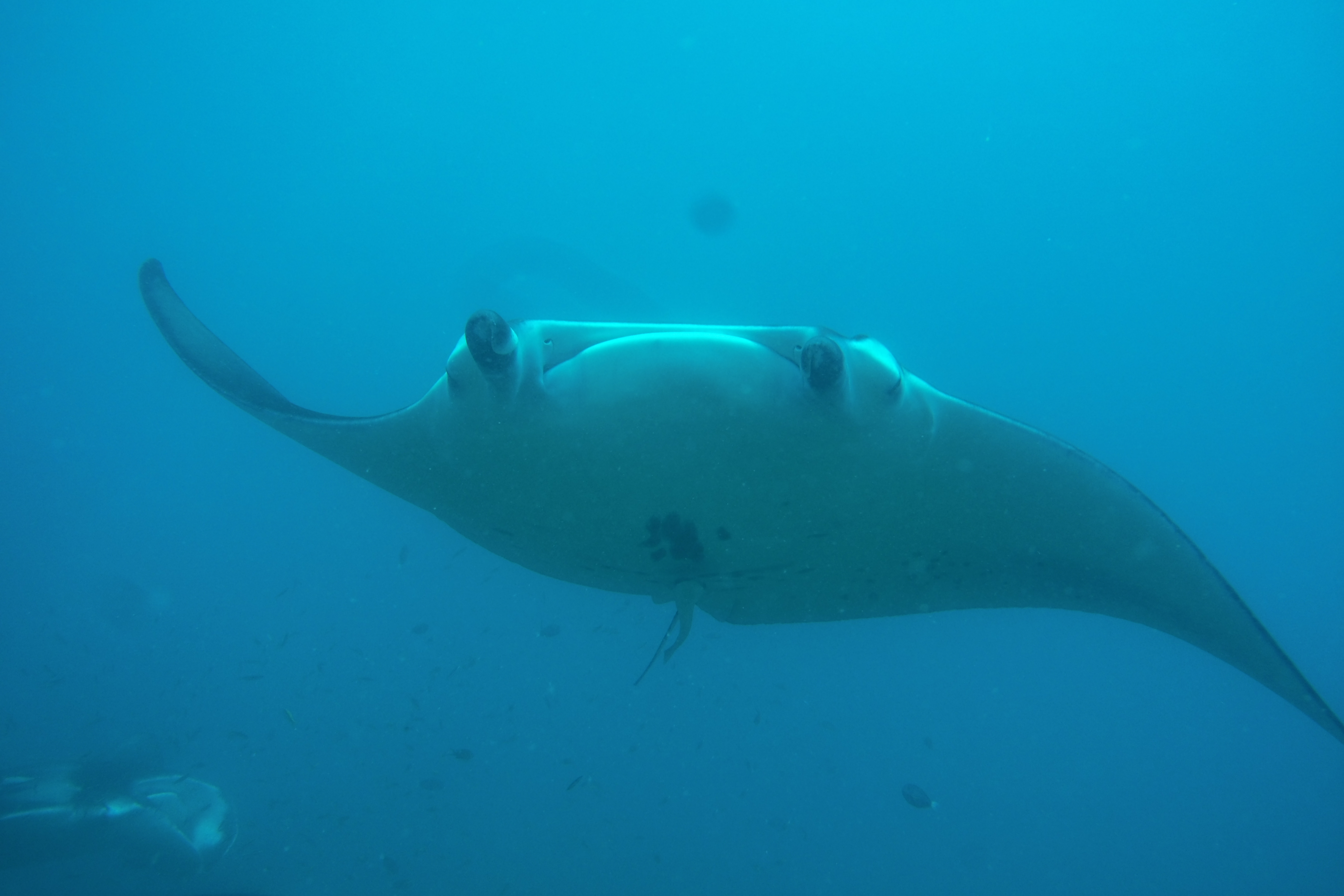 Maldives Manta