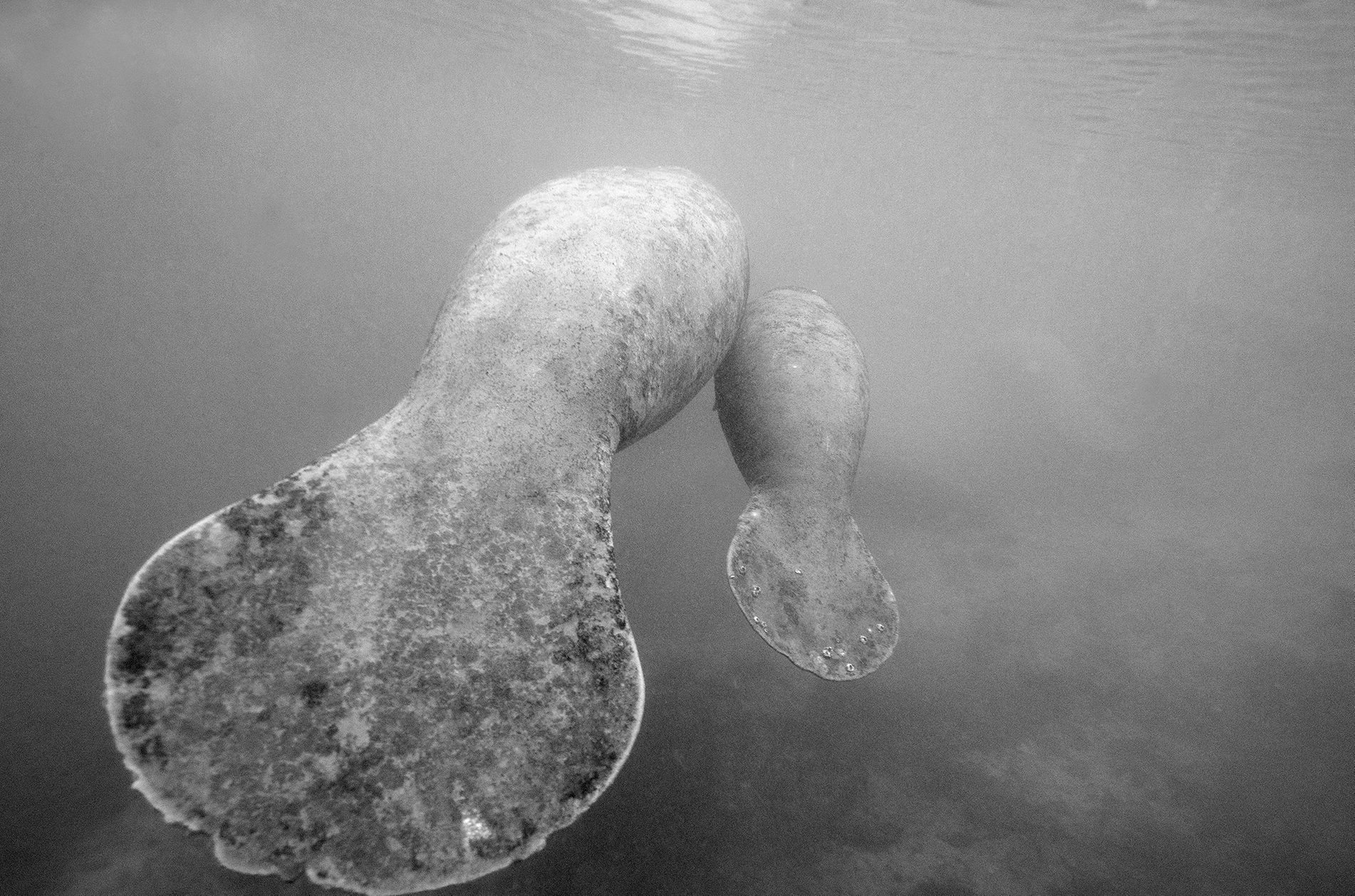 Manatee