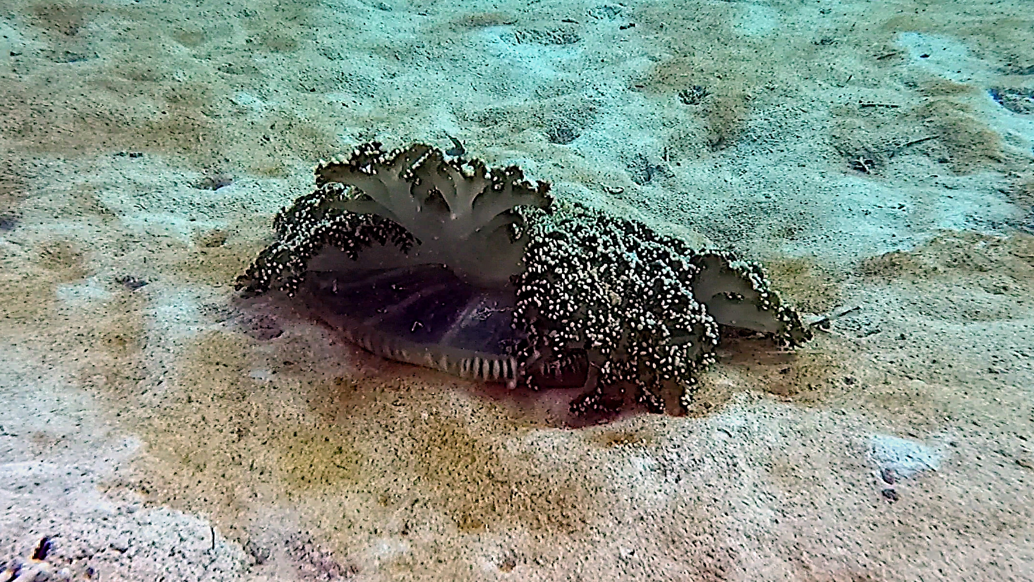 Mangrove upsidedown jellyfish