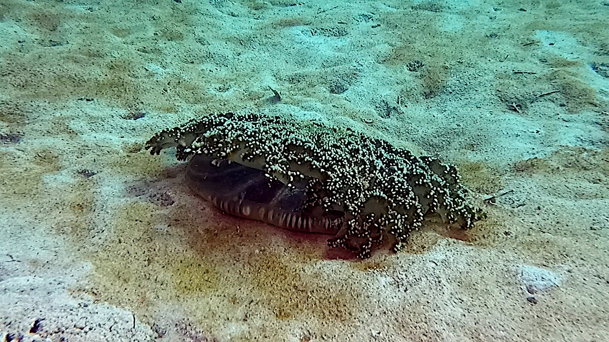 Mangrove upsidedown jellyfish