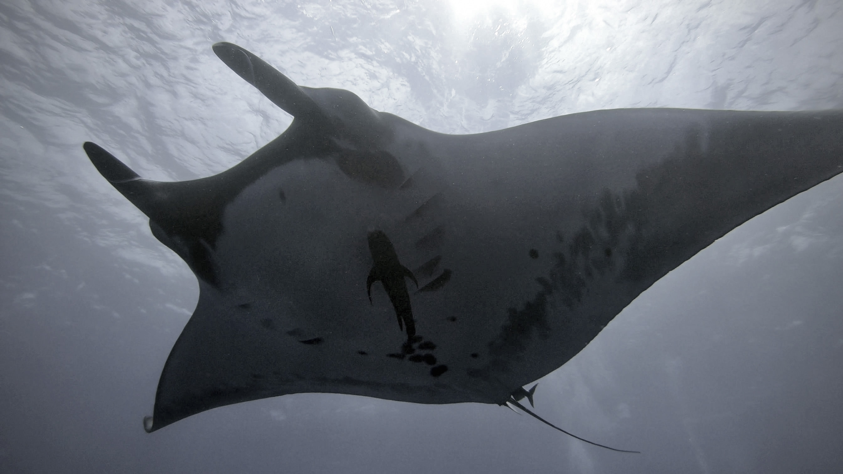 manta.jpg