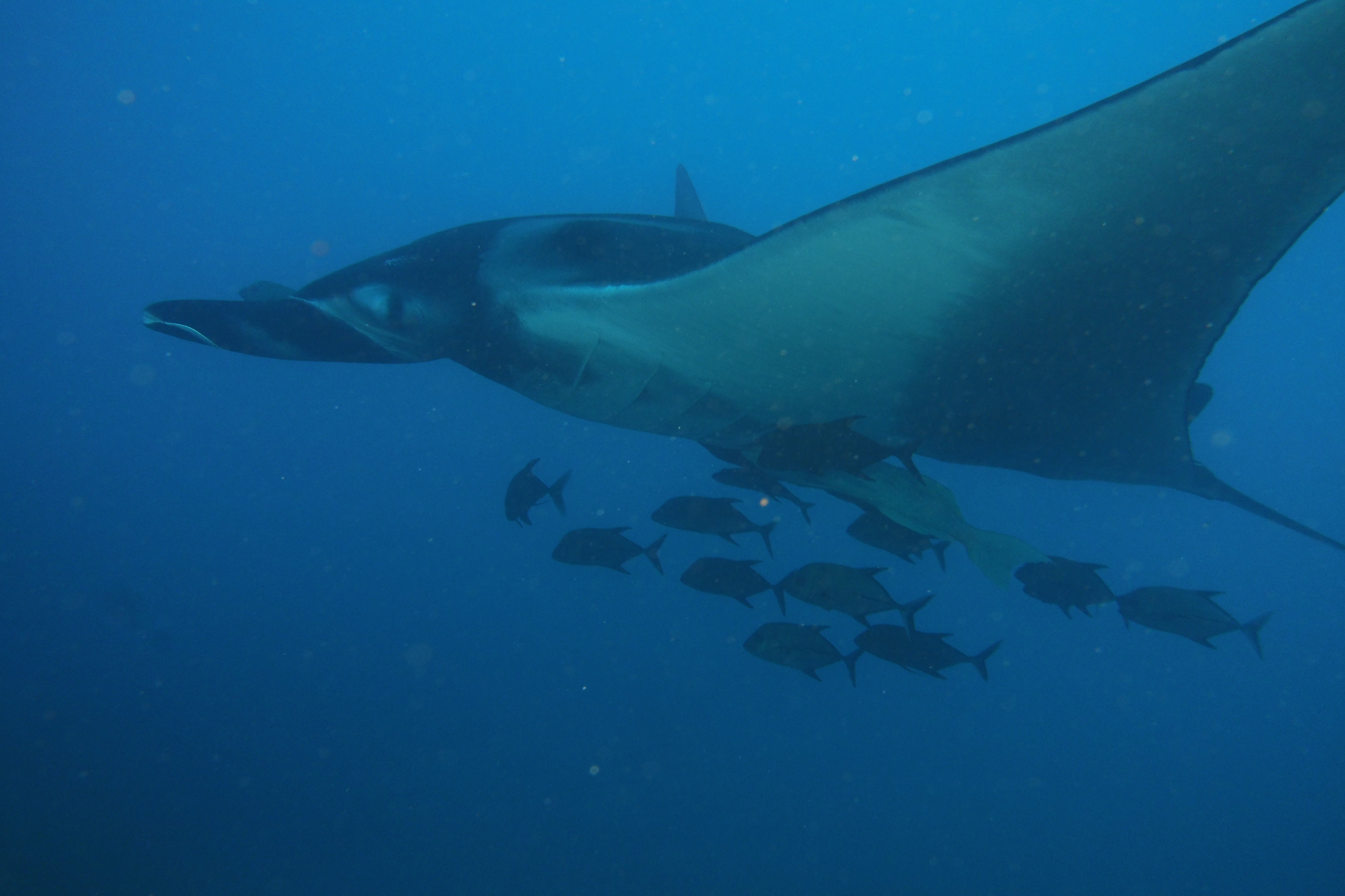 Manta Ray with fish school