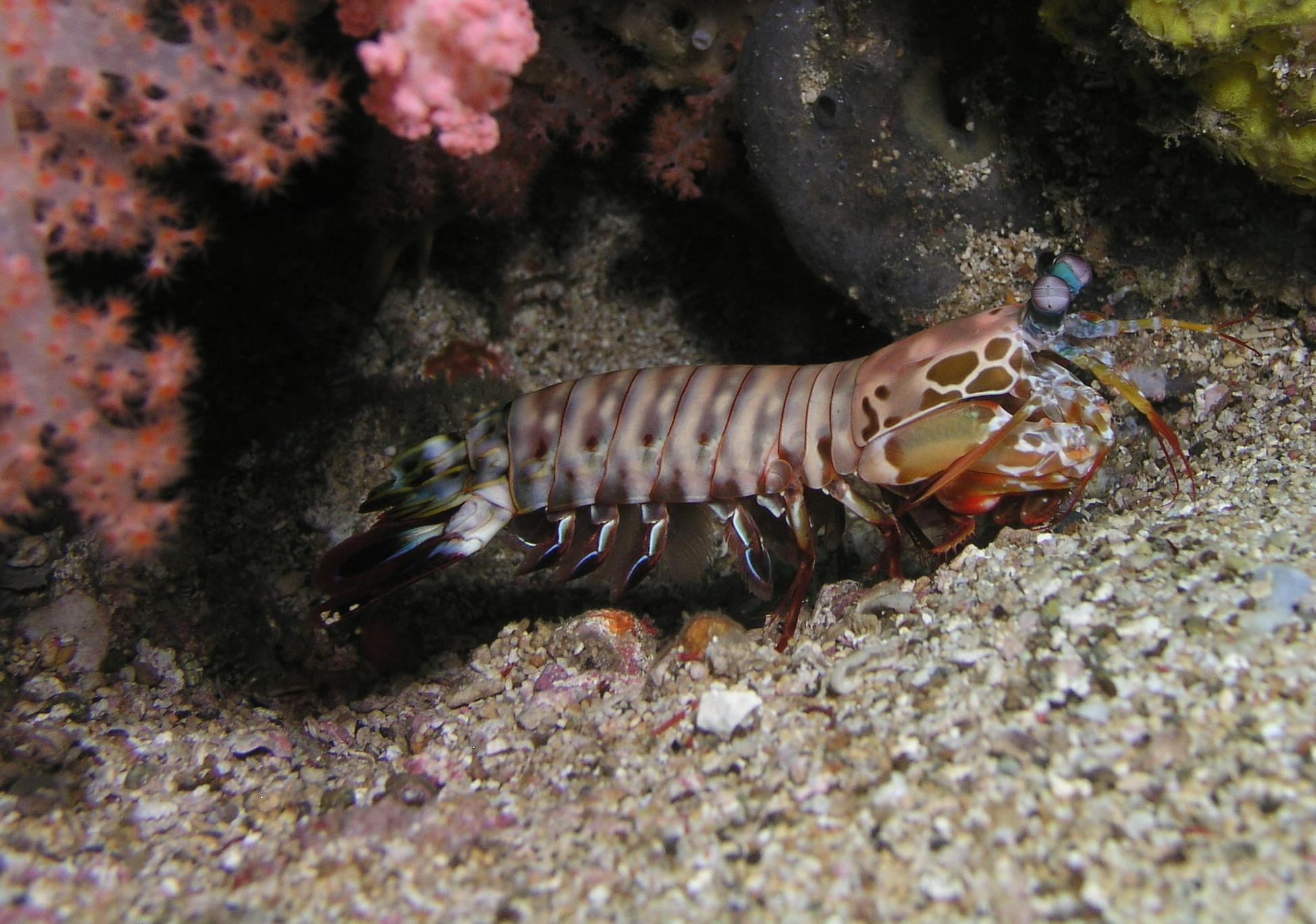 mantis shrimp