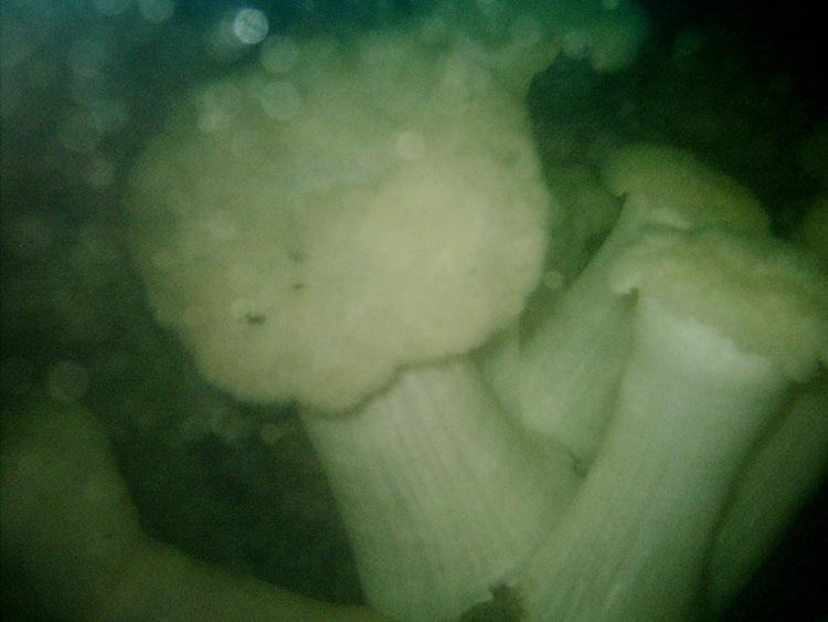 Metridiums