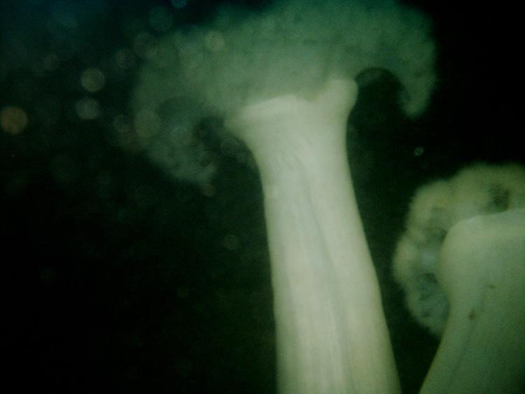 Metridiums