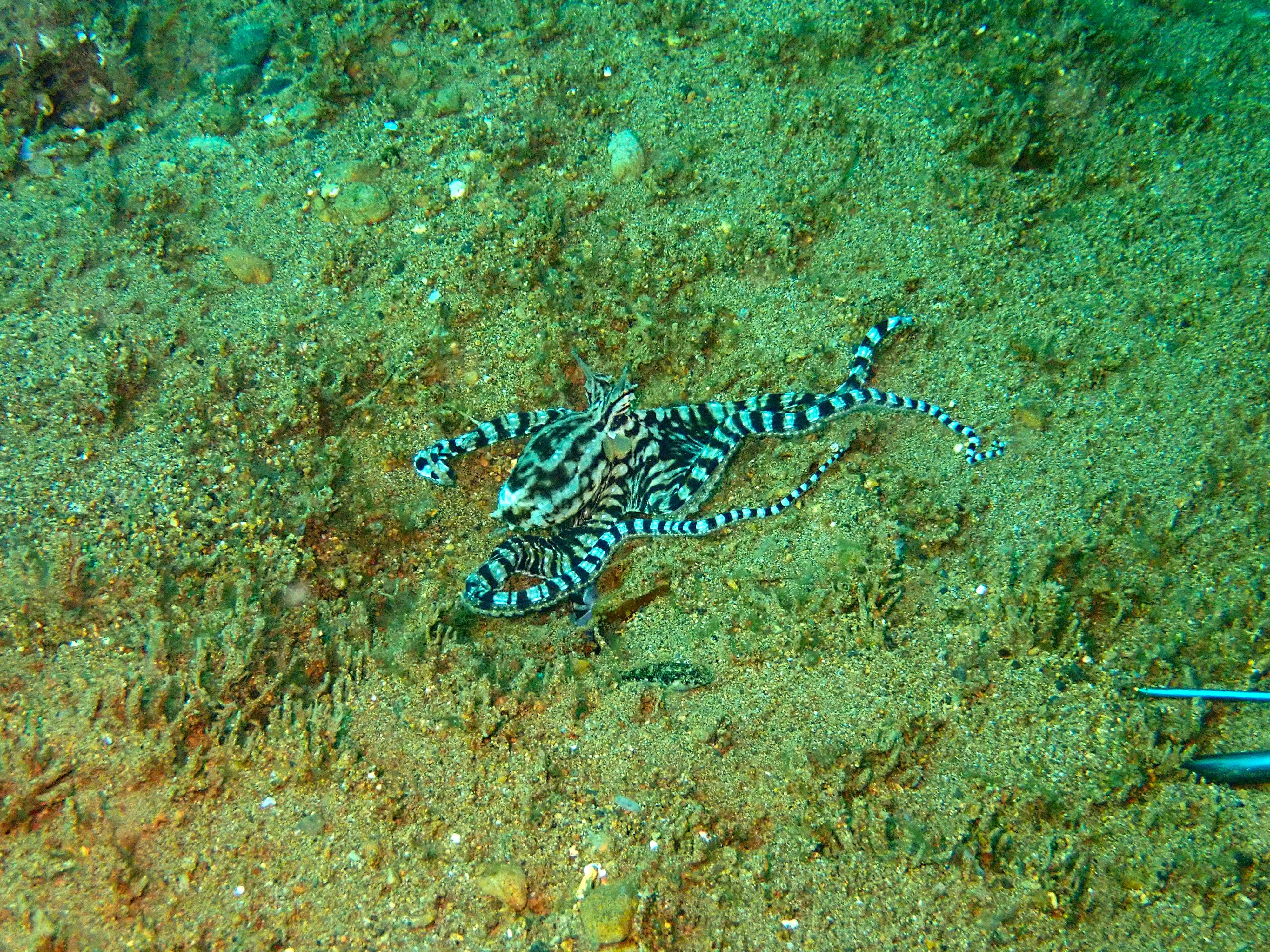 Mimic Octopus