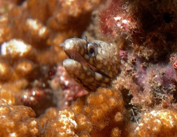 Minieel