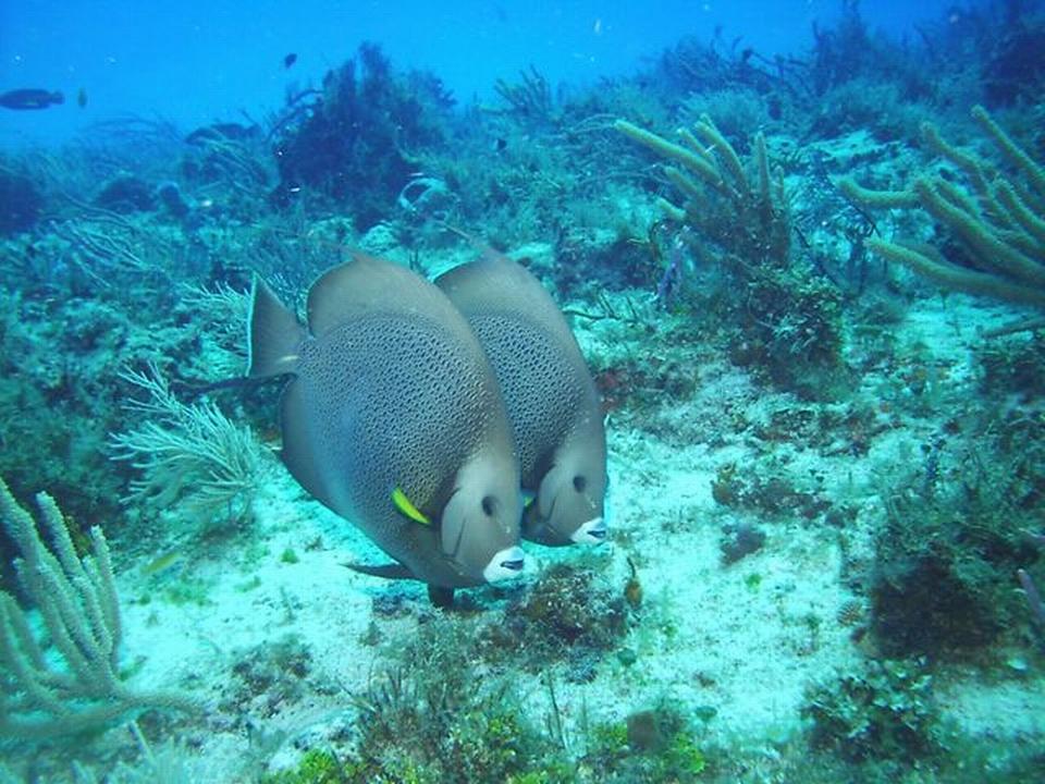 Mirror Angelfish