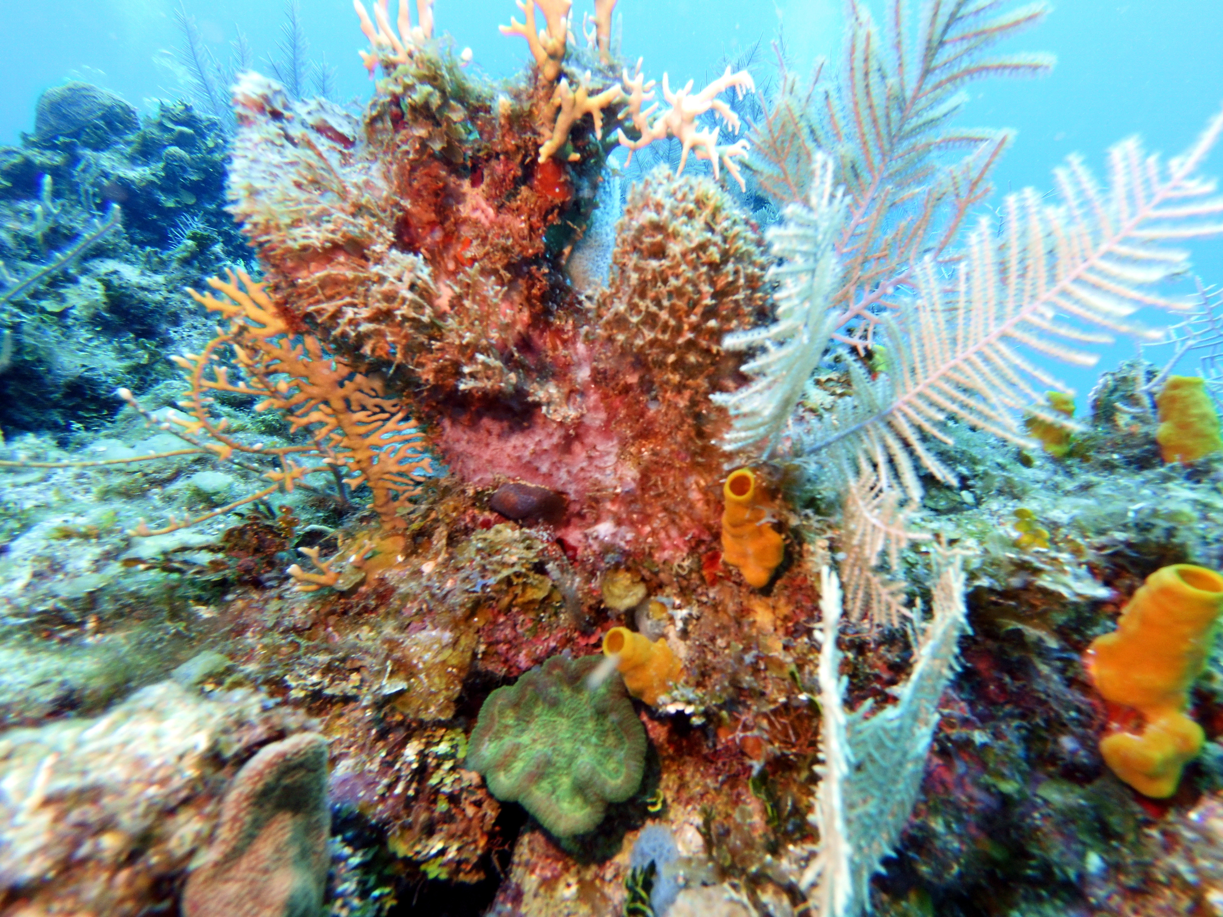 More coral at Chloe's Fantasy