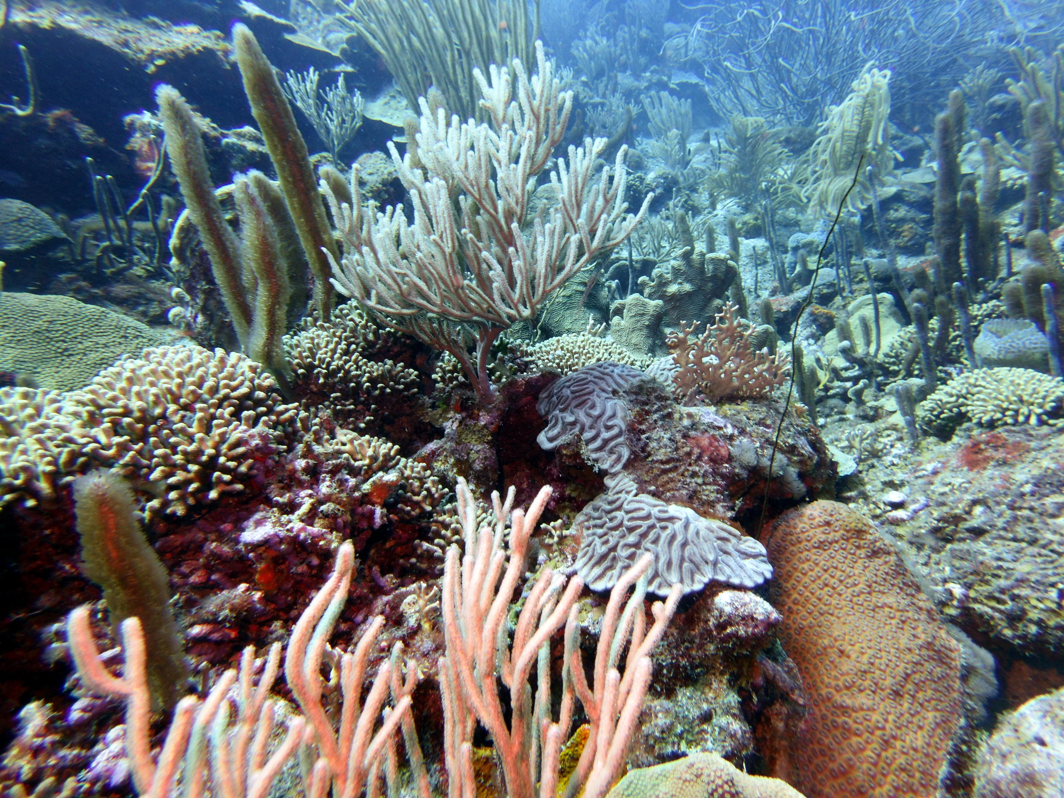 More coral at Watamula