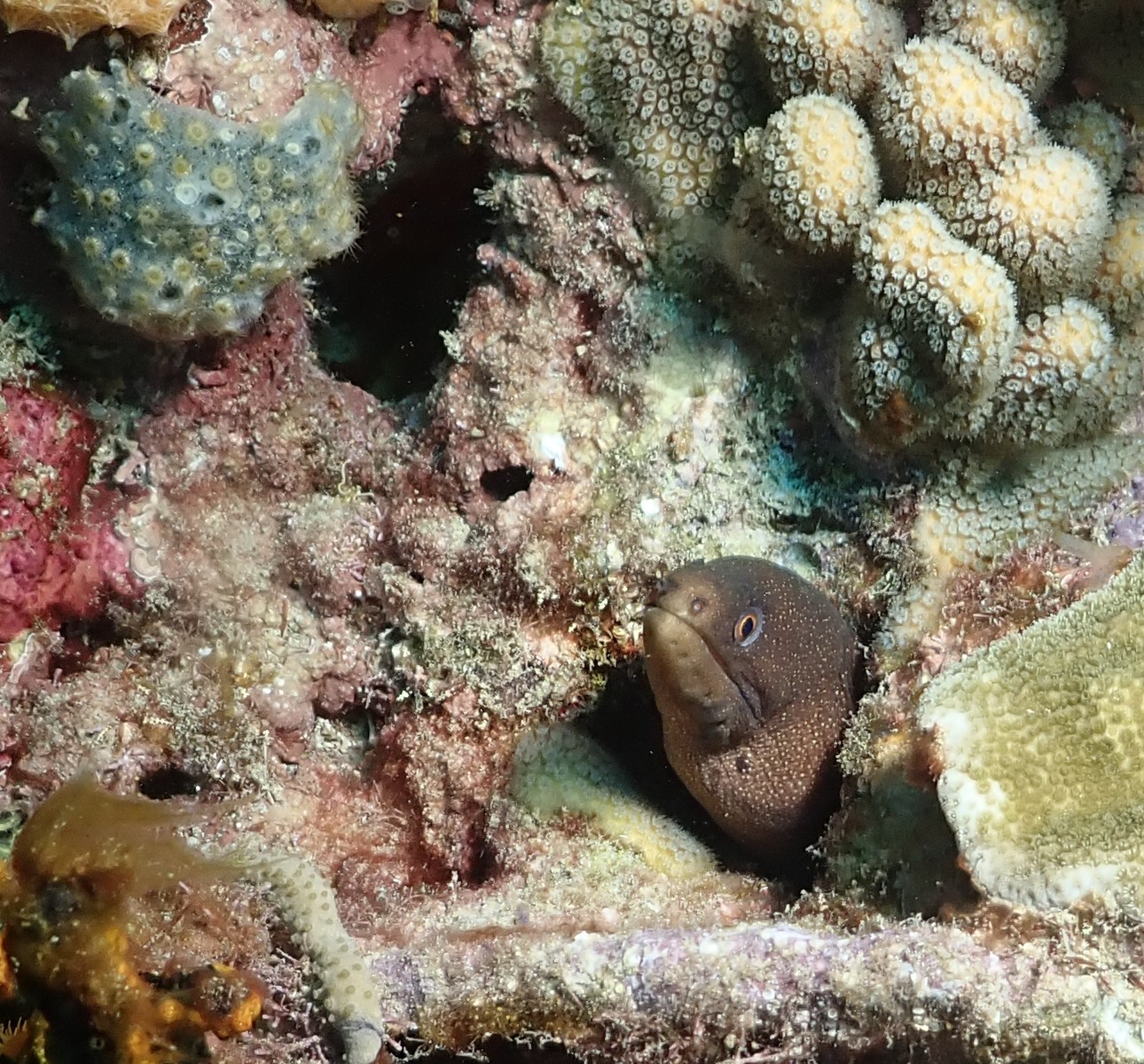 Murray the moray
