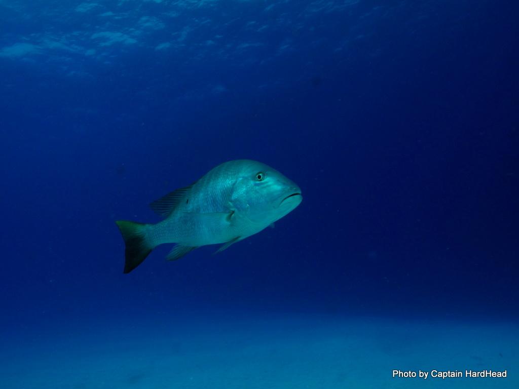 Mutton Snapper
