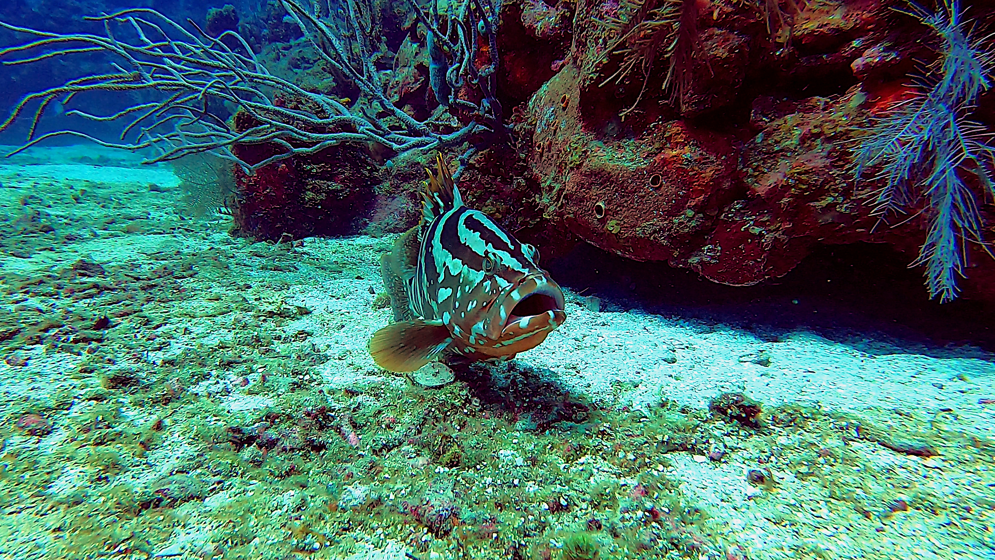 Nassau grouper