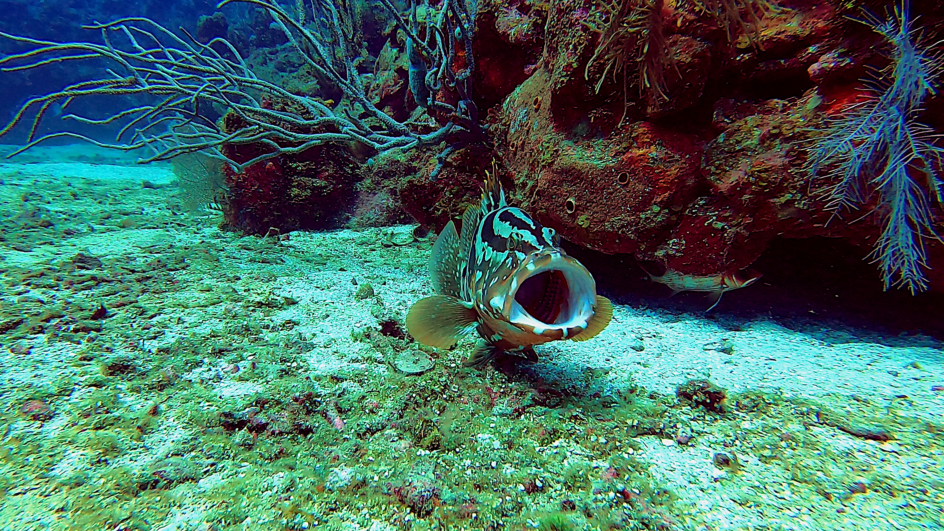 Nassau grouper