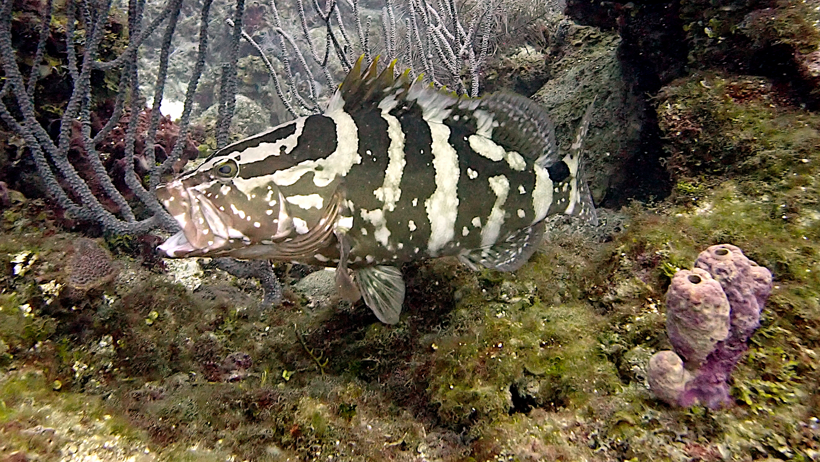 Nassau grouper