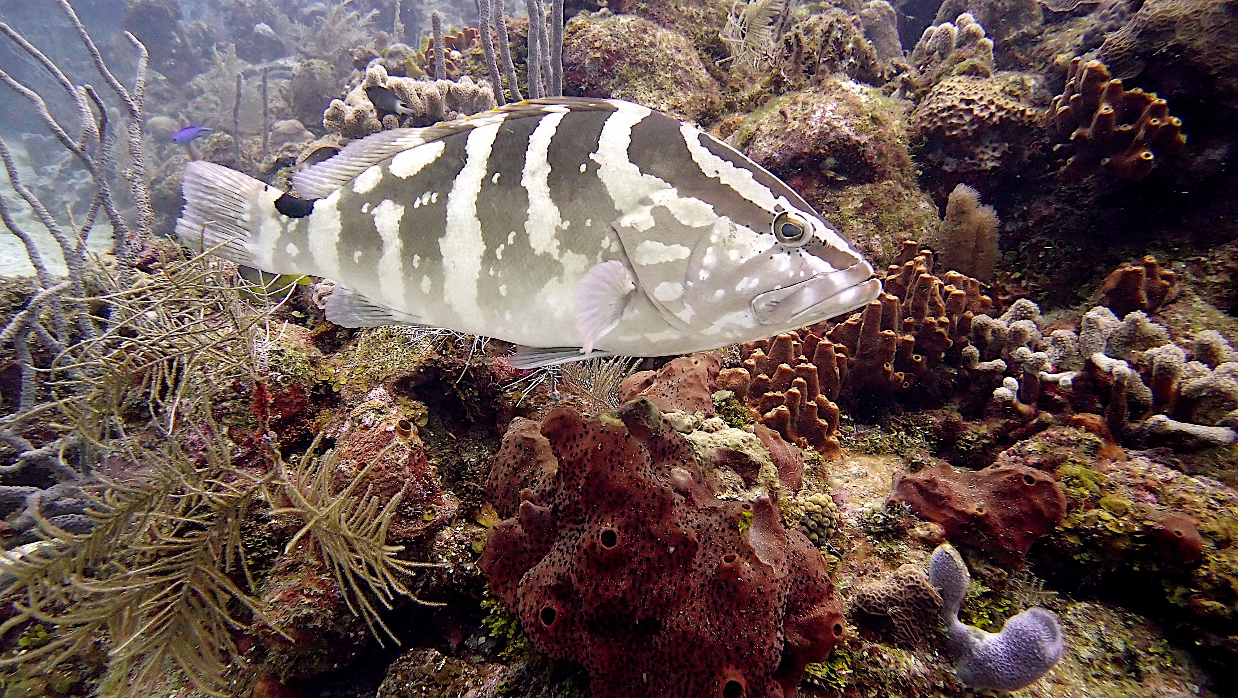 Nassau grouper