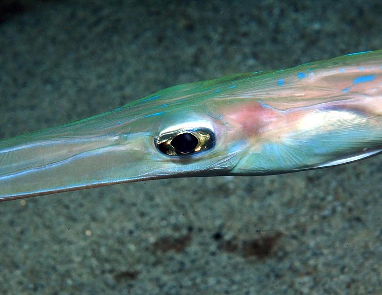 Needle fish