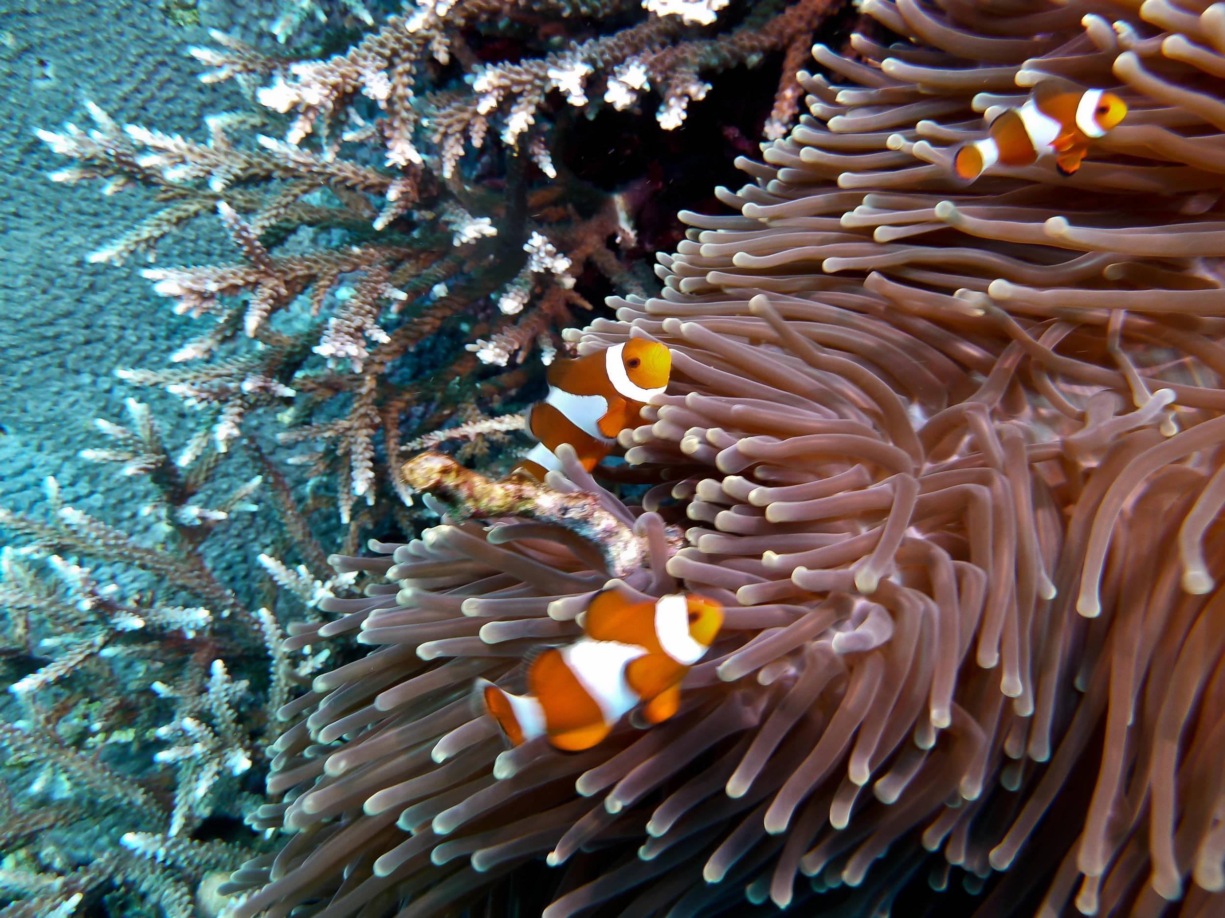 Nemos