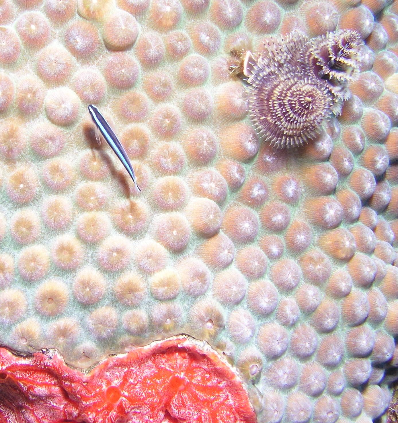 Neon Goby
