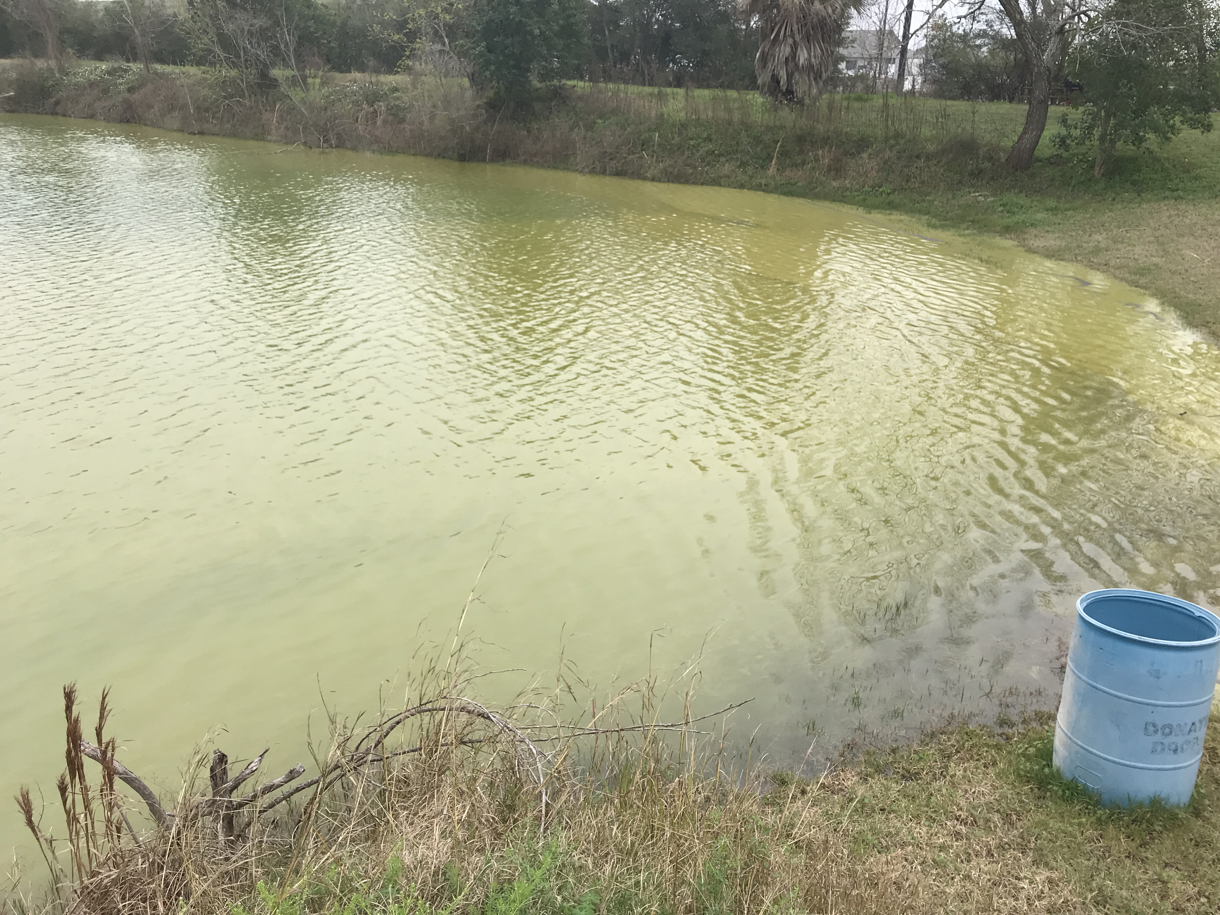 New PADI specialty - pollen diving