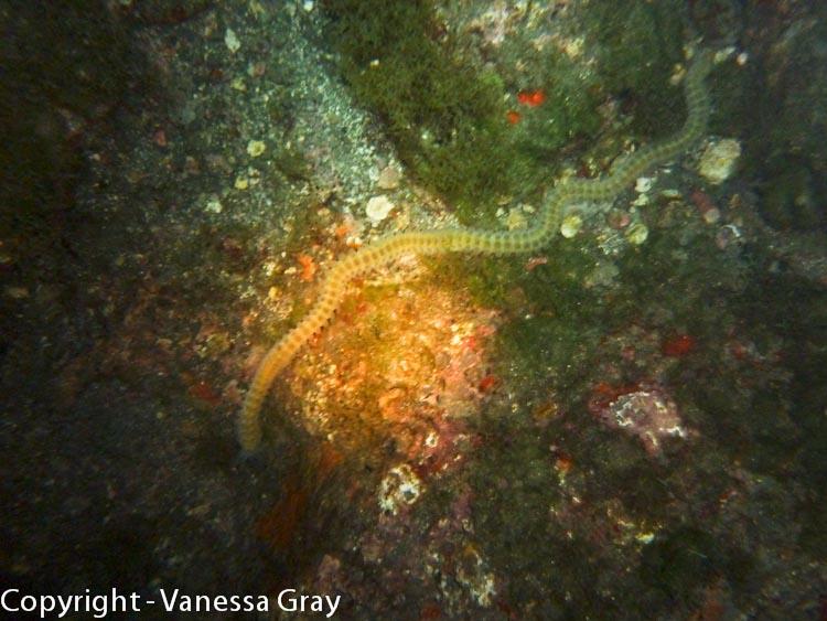 Night Dive - Big Worm