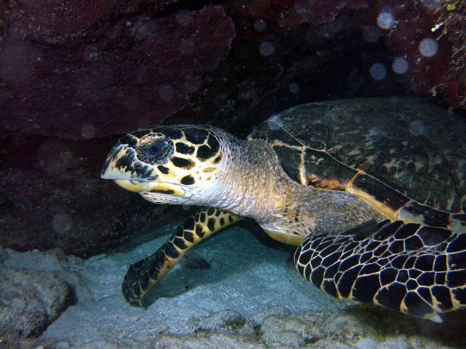Night Turtle