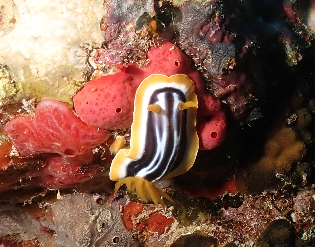 nudi dudi