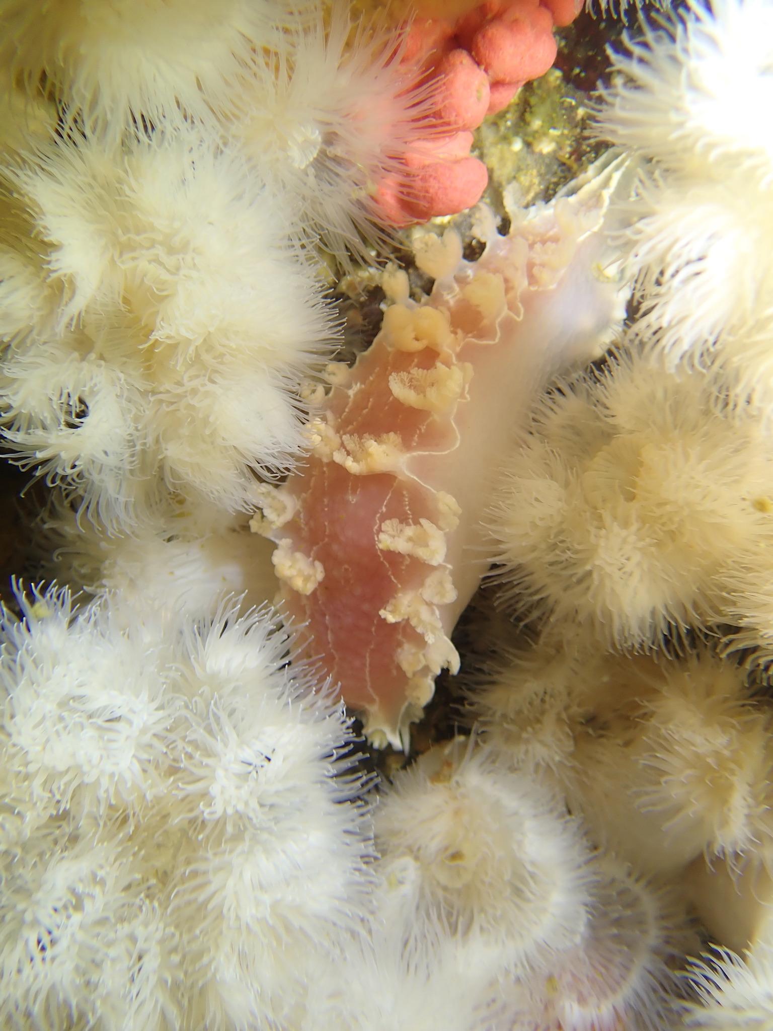 Nudi in a field of white