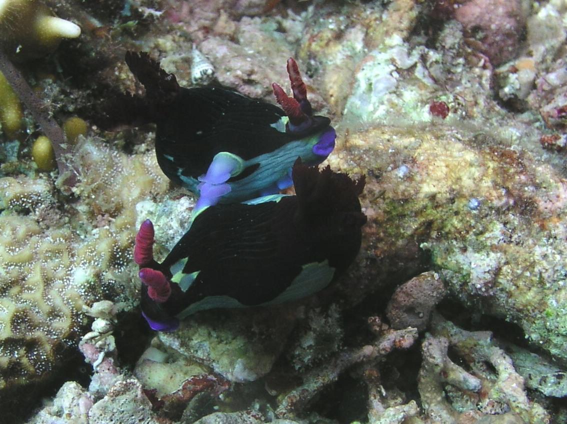 Nudi sexy time