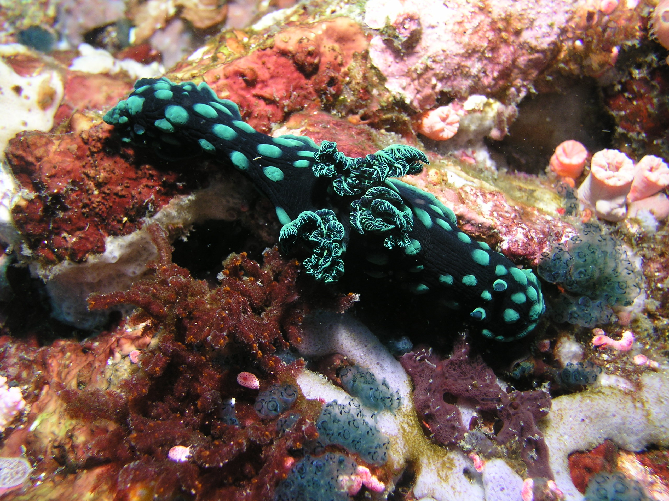 nudi