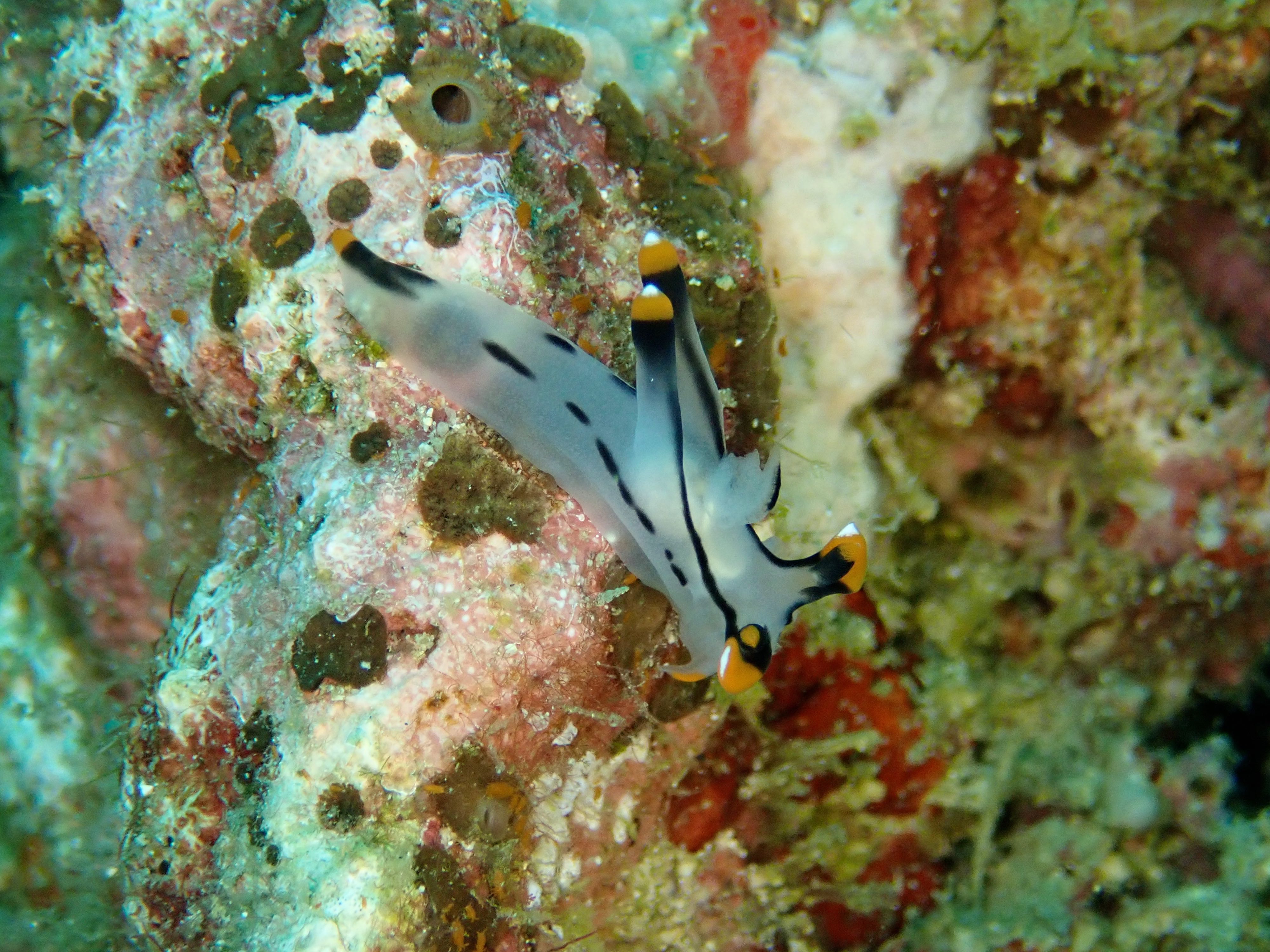 Nudi