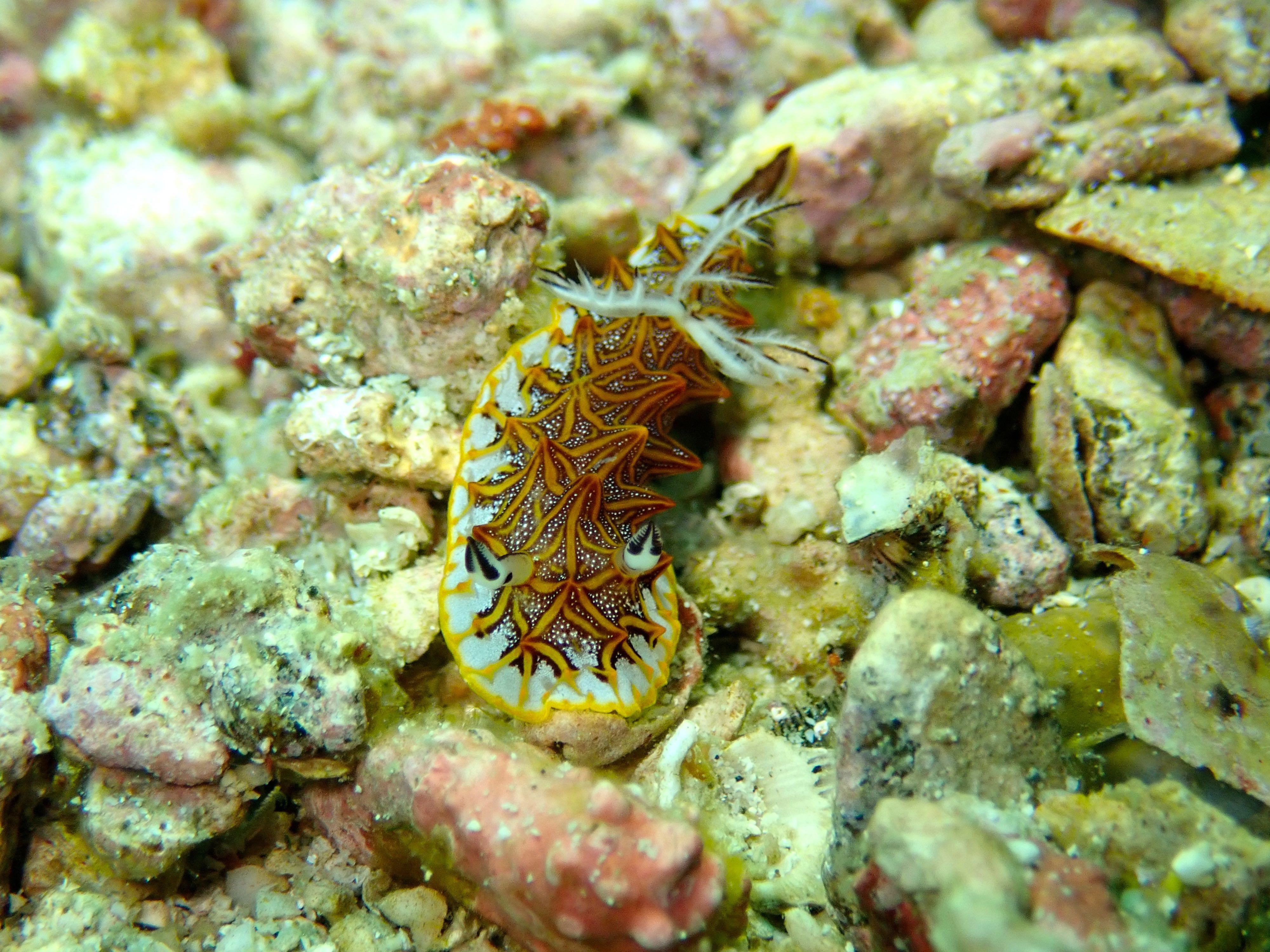 Nudi