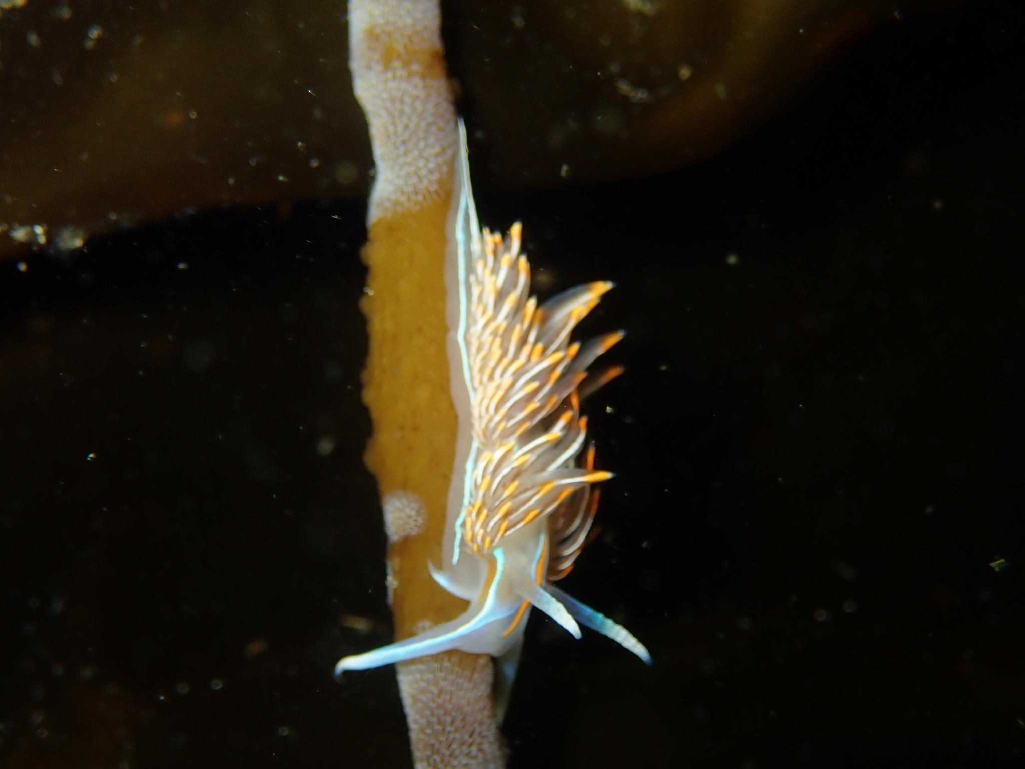 Nudi