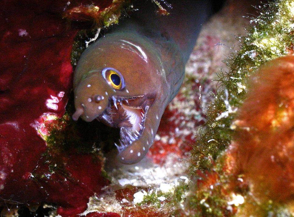 Oct13WB2dive24