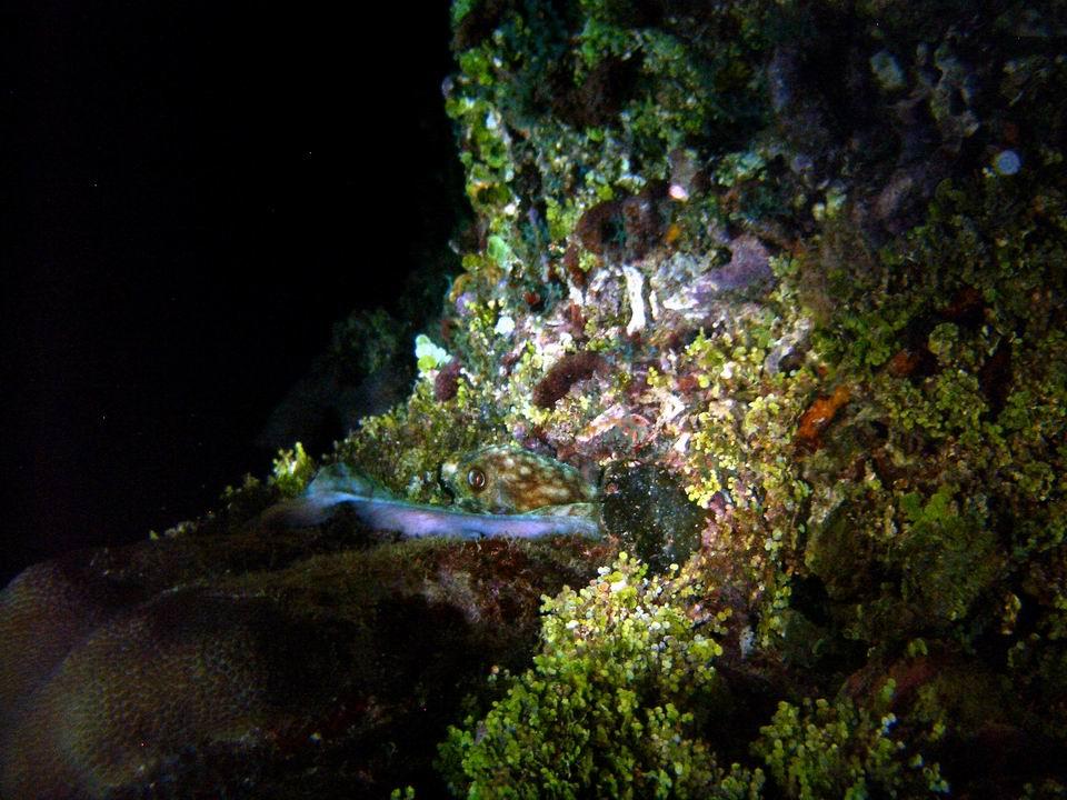 Octo