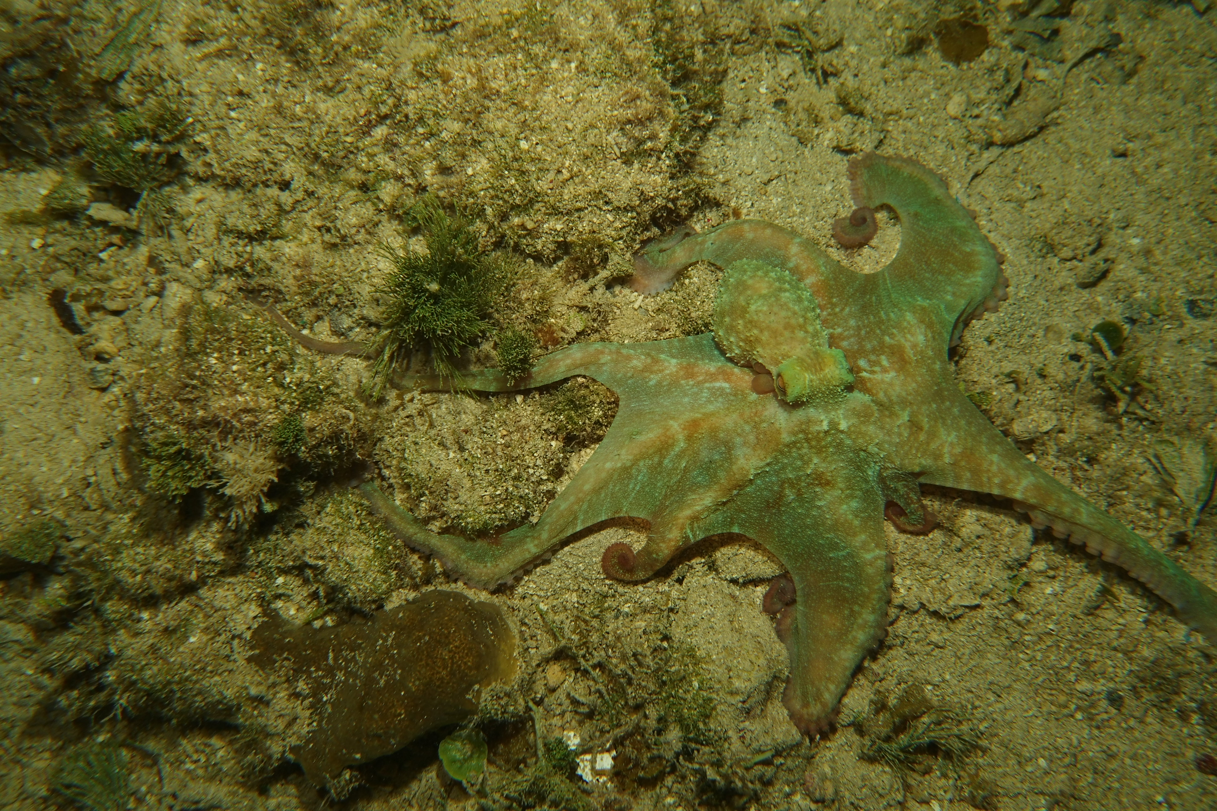 Octopus fanned out